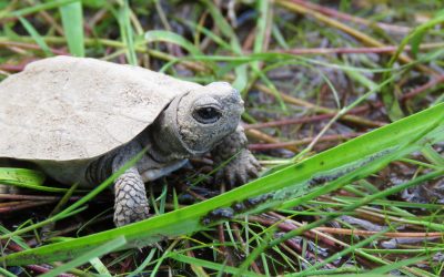 La région se mobilise pour la conservation des tortues